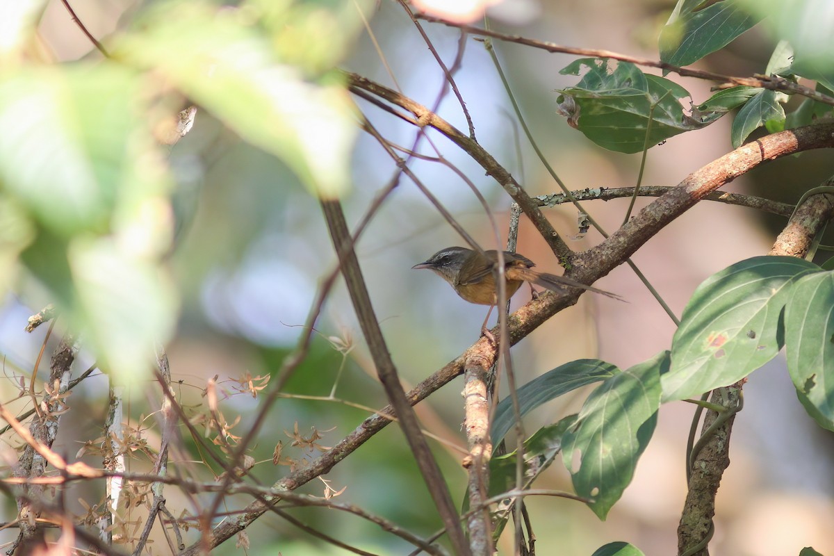 Hill Prinia - ML646652734
