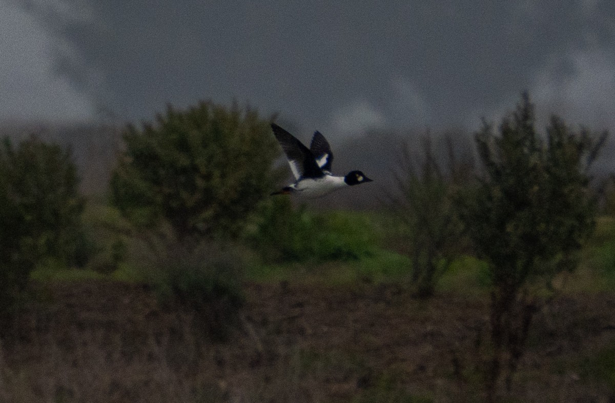 Common Goldeneye - ML646652736