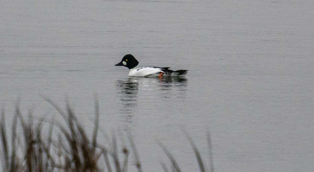 Common Goldeneye - ML646652737