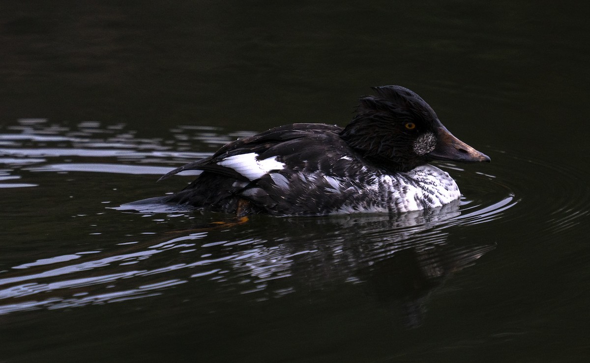 Common Goldeneye - ML646652738