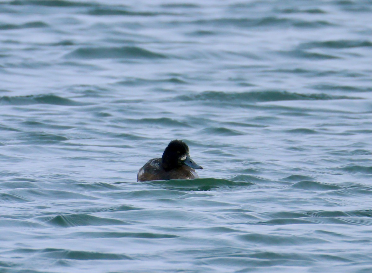 צולל בינוני - ML646652739