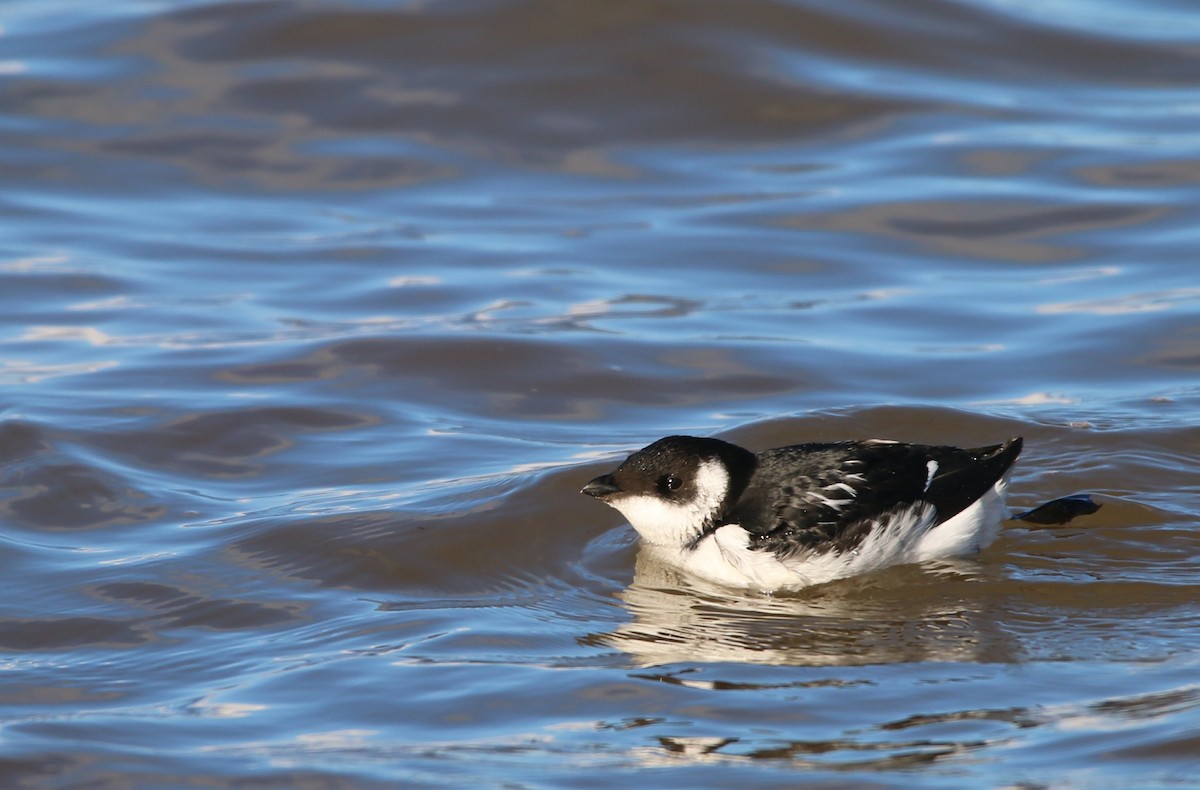 Dovekie - ML646652742