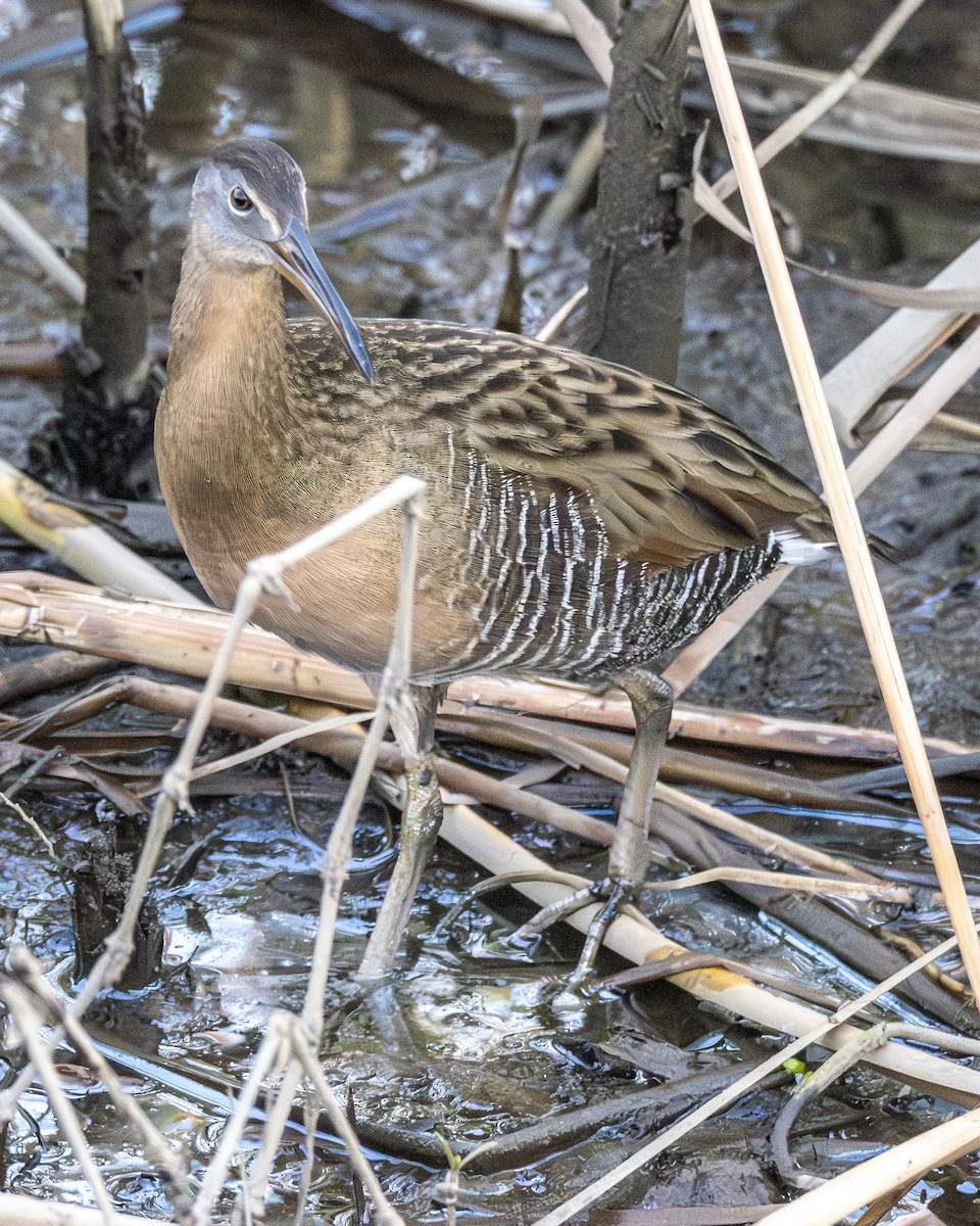 King Rail - ML646652743