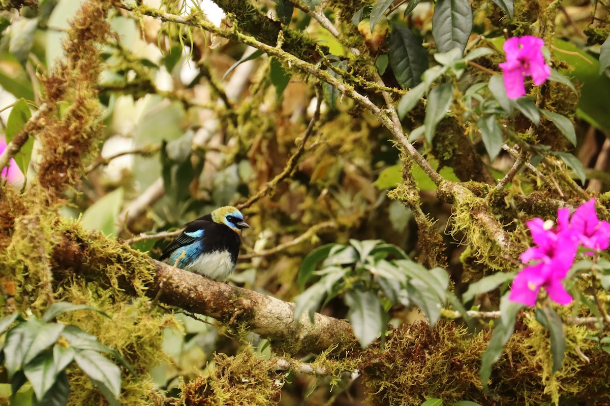 Золотистоголовая танагра - ML646652744