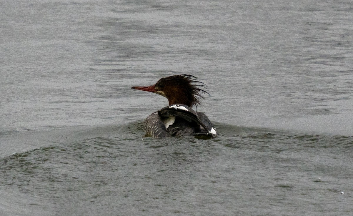 Hooded Merganser - ML646652745