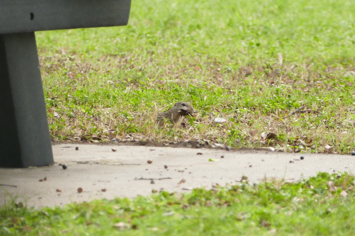 ジュウサンセンジリス - ML646652748