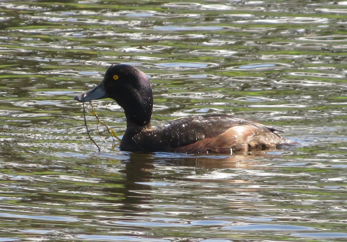 New Zealand Scaup - ML646652749