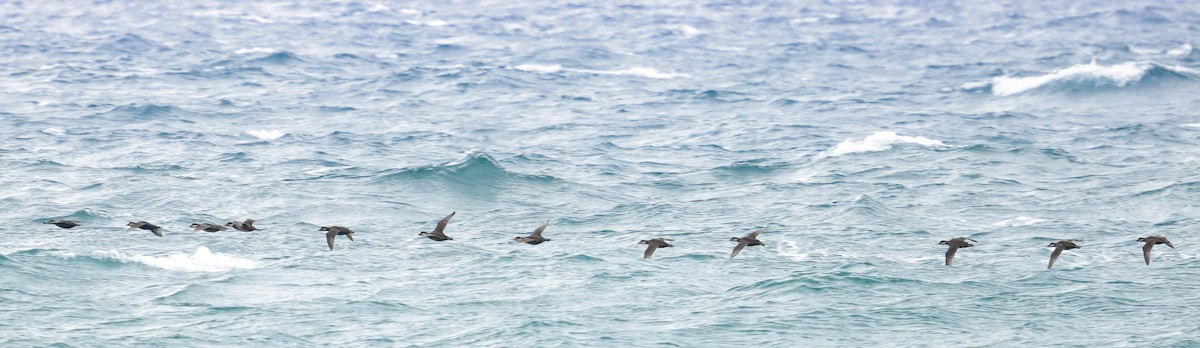 Black Scoter - ML646652751