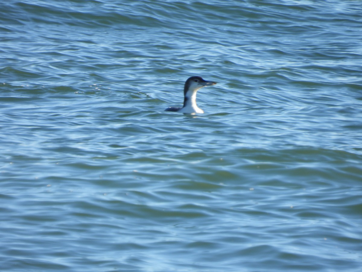 Eistaucher - ML646652767