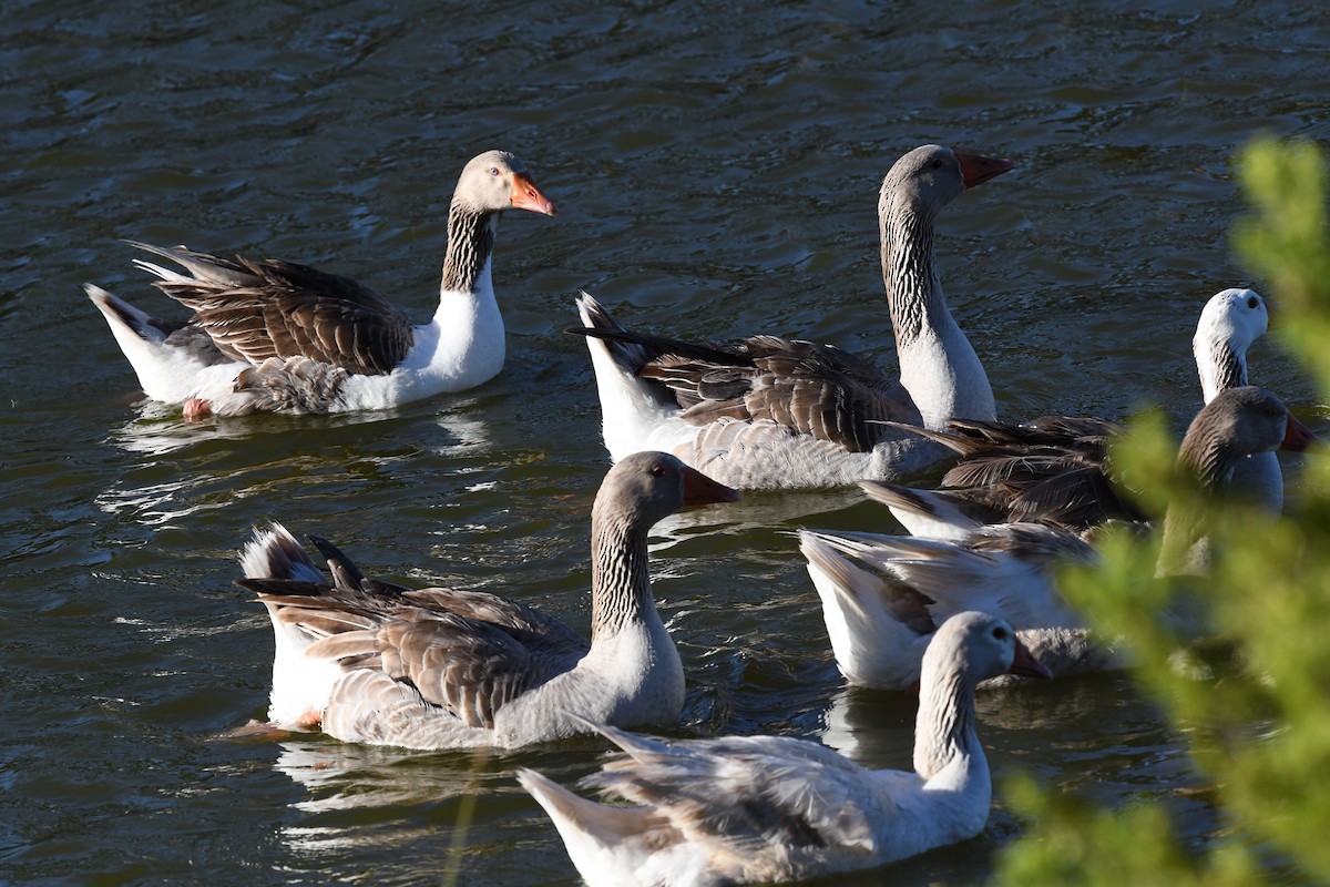 Graylag Goose - ML646652769