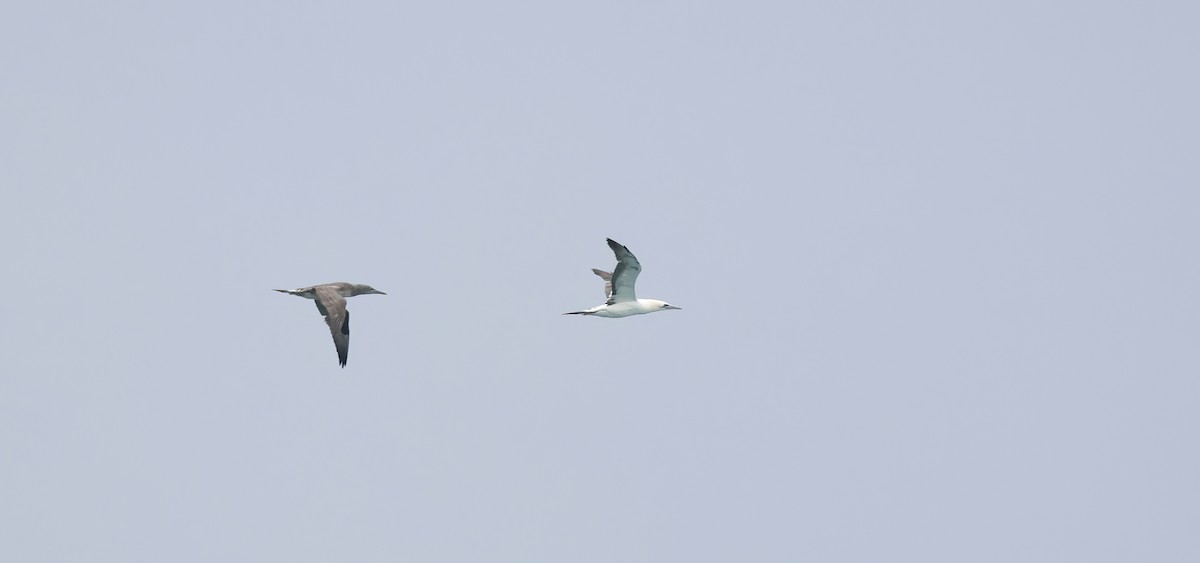 Alcatraz Atlántico - ML646652772