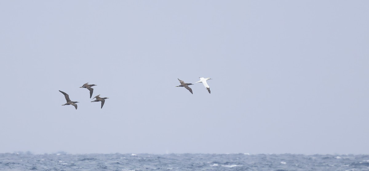 Alcatraz Atlántico - ML646652773