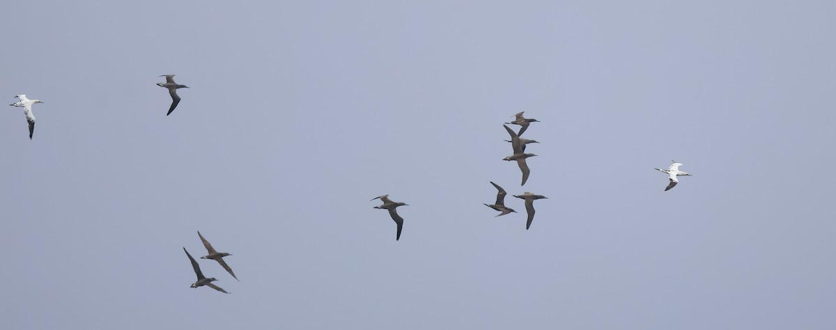 Alcatraz Atlántico - ML646652774