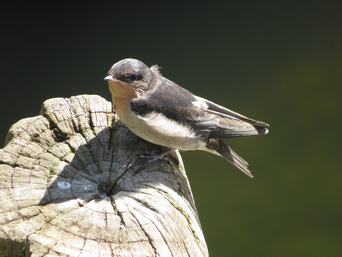 Welcome Swallow - ML646652775