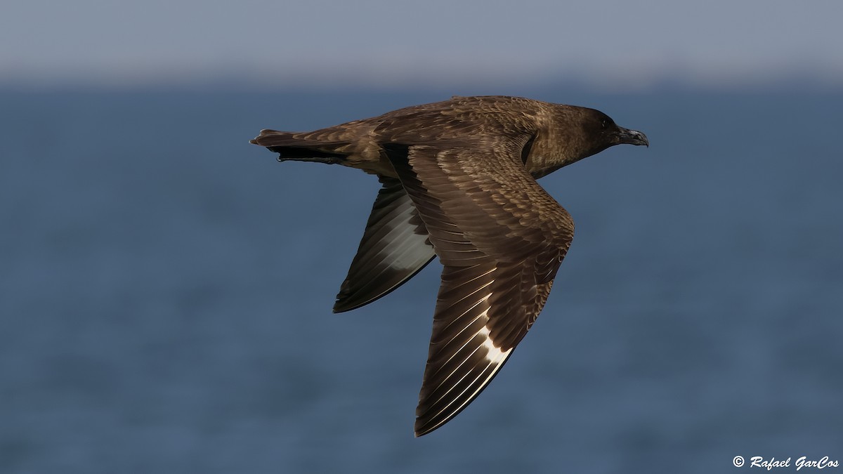 Great Skua - ML646652776