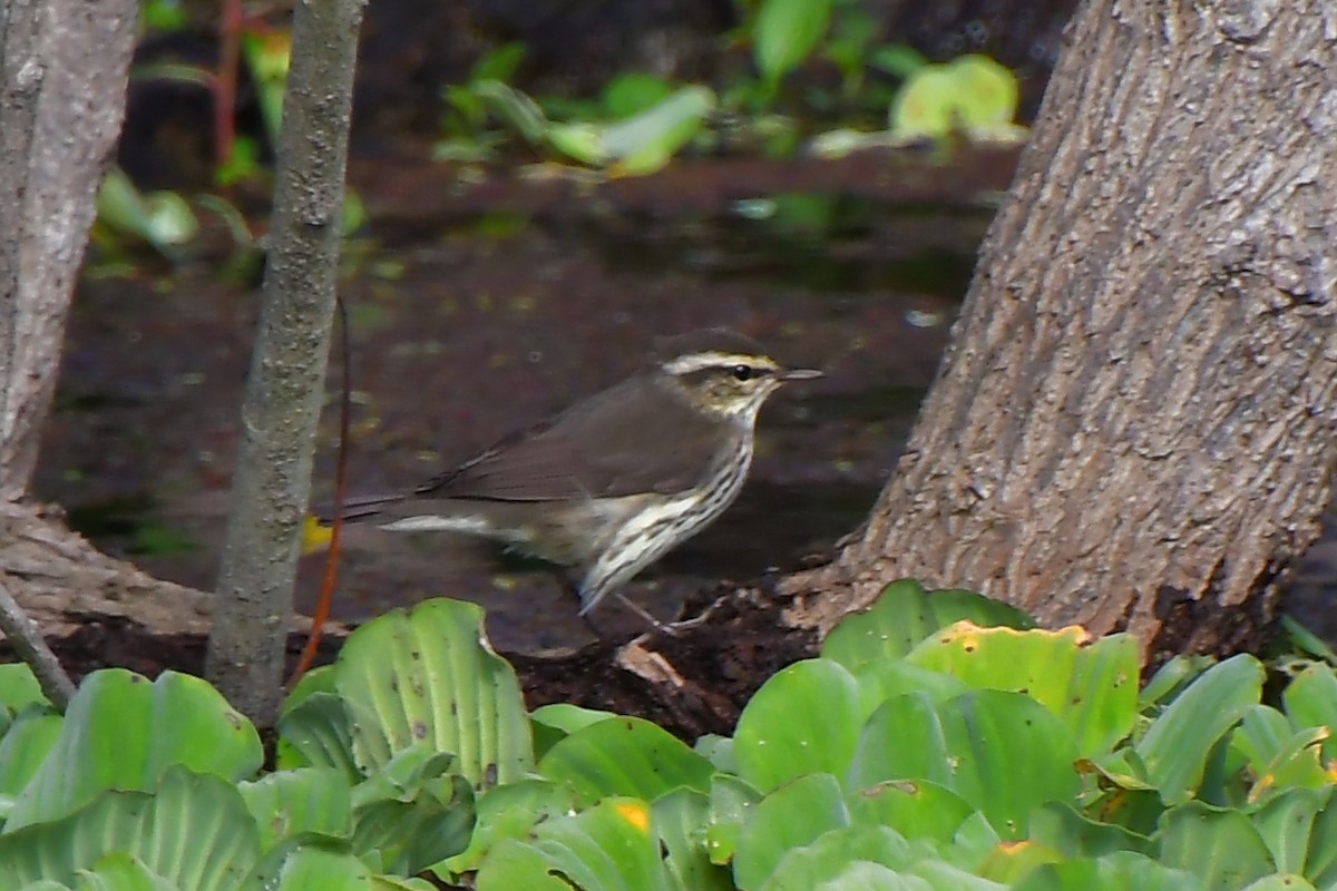 Northern Waterthrush - ML646652779