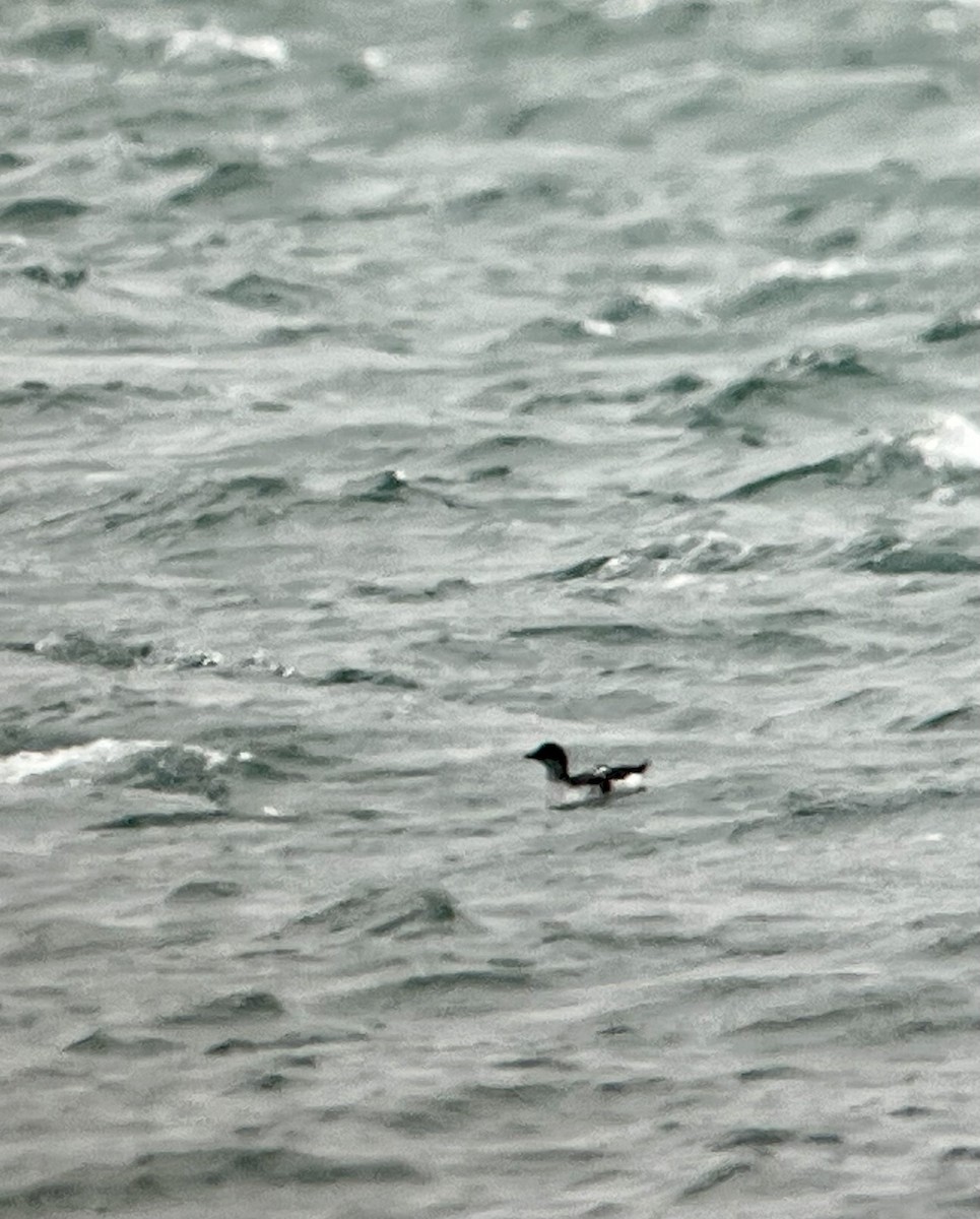 Pigeon Guillemot - ML646652782
