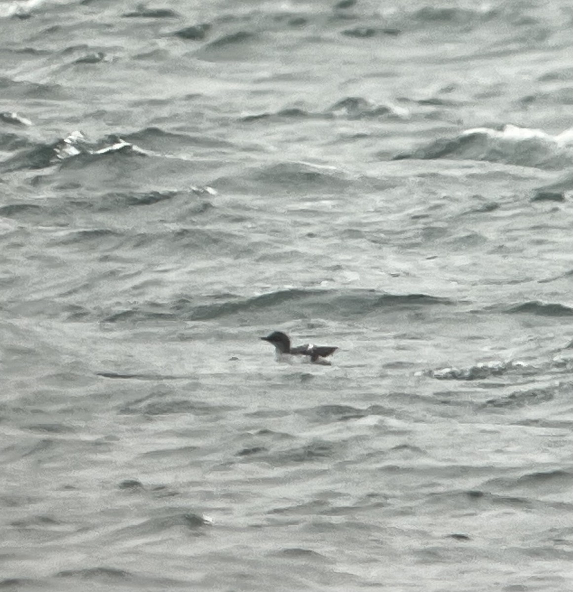 Pigeon Guillemot - ML646652783