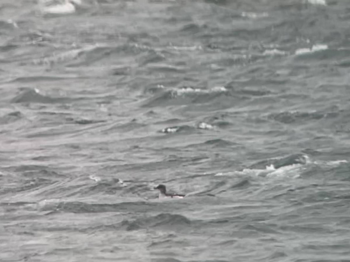 Pigeon Guillemot - ML646652784