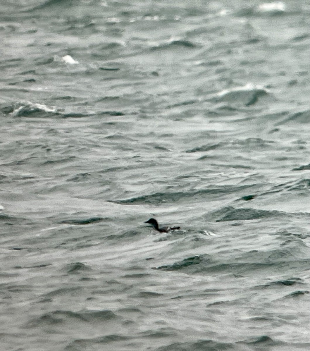 Pigeon Guillemot - ML646652785