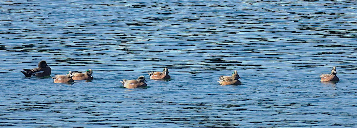 American Wigeon - ML646652789