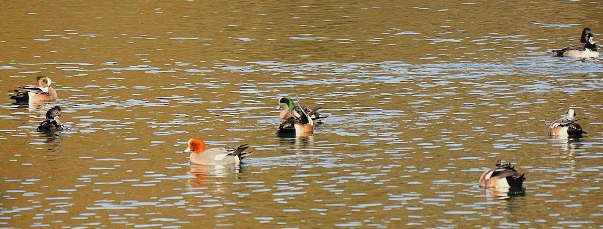 American Wigeon - ML646652790
