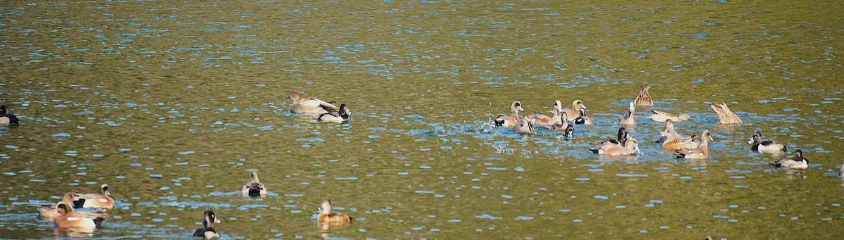 American Wigeon - ML646652791