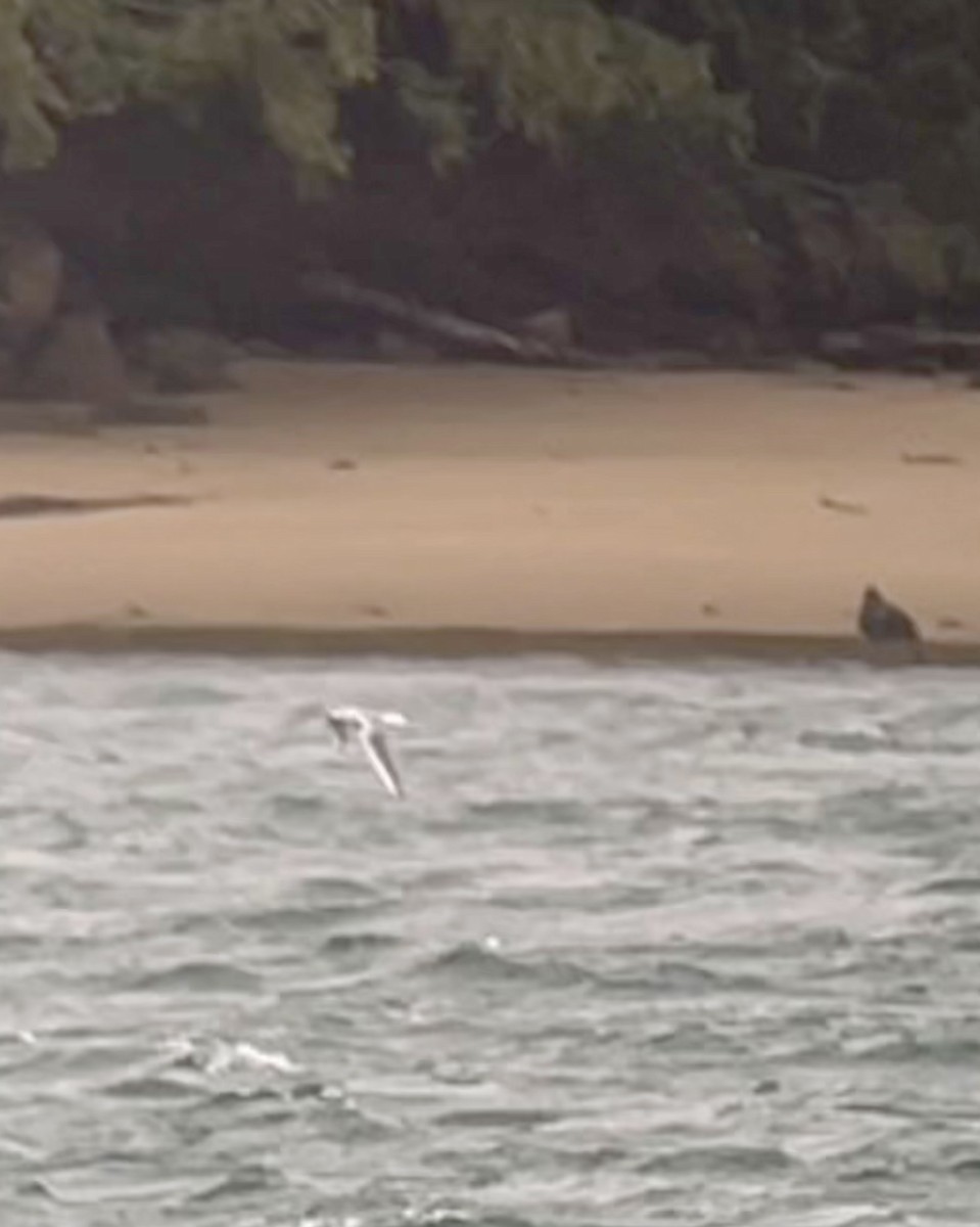 Bonaparte's Gull - ML646652795