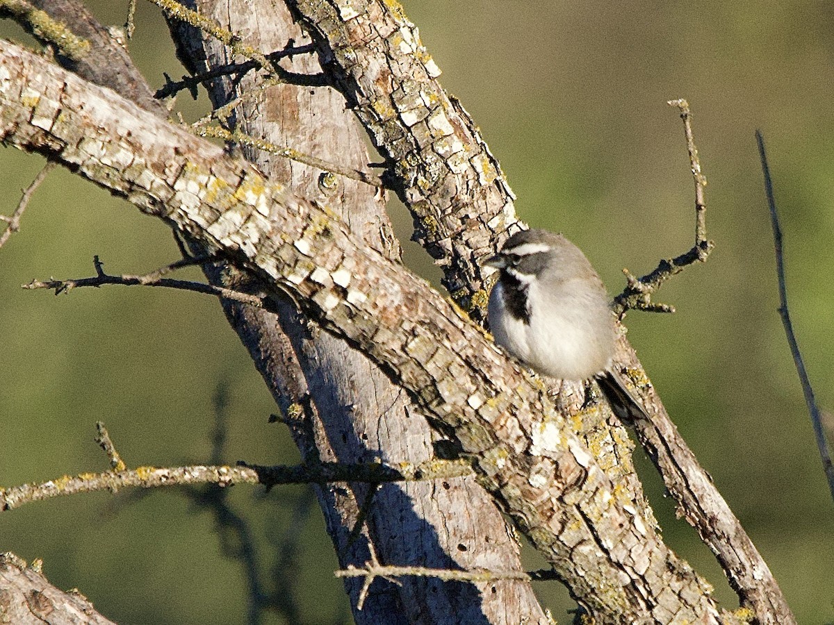 Black-throated Sparrow - ML646652797