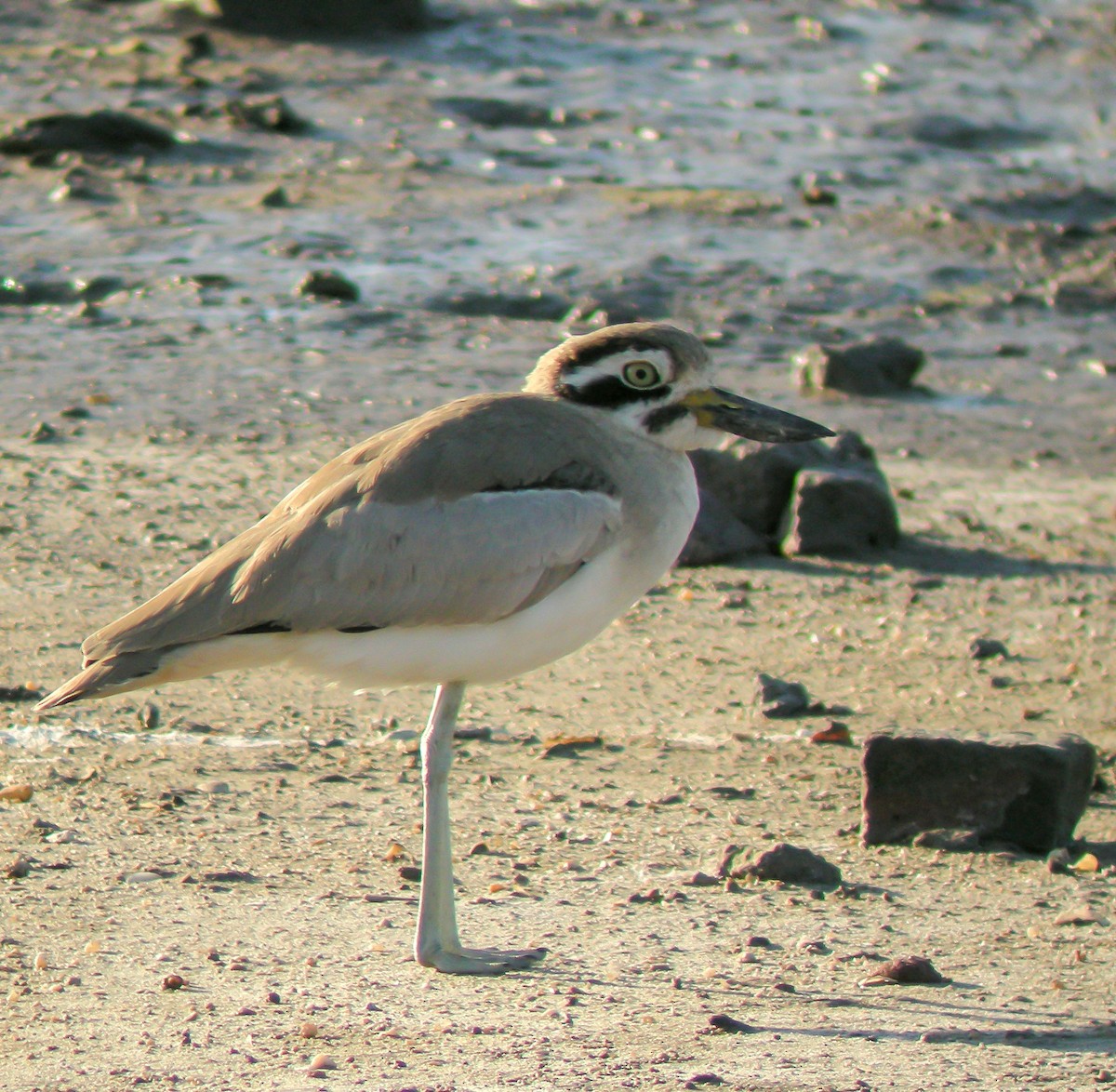 Grand Oedicnème - ML646652798