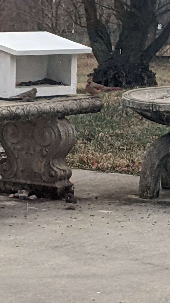 קרדינל צפוני - ML646652806