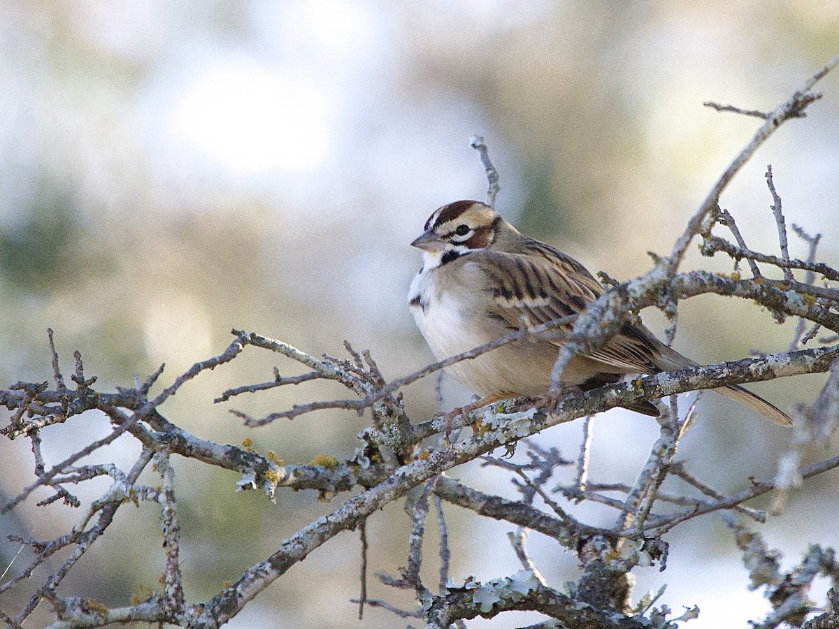 Lark Sparrow - ML646652808