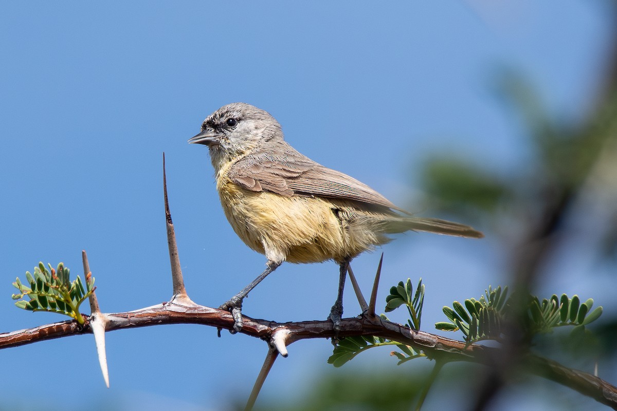 Southern Penduline-Tit - ML646652810