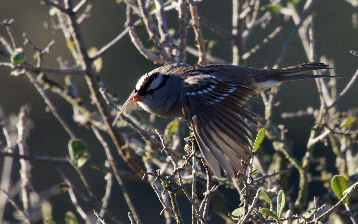White-crowned Sparrow - ML646652813