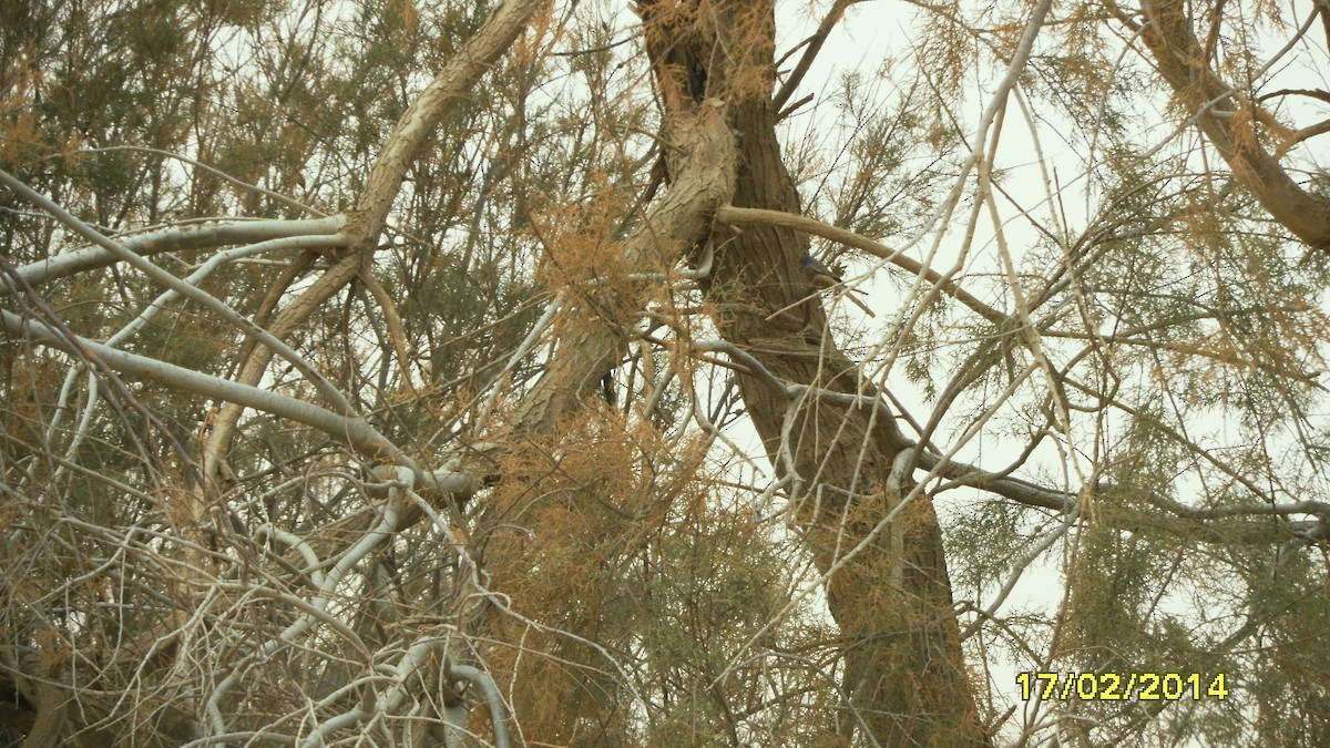 גיבתון סלעים - ML646652818