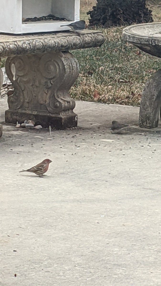 House Finch - ML646652820