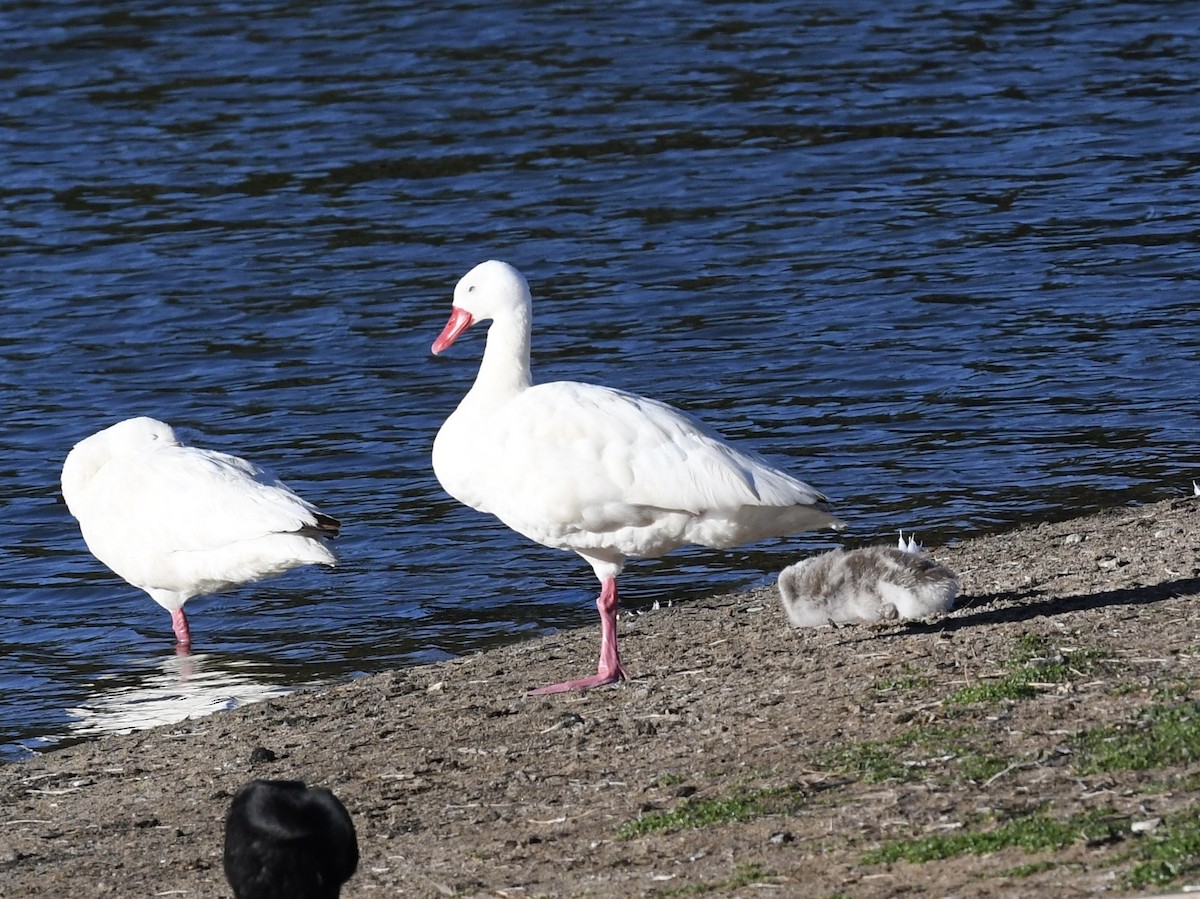 Coscoroba Swan - ML646652821