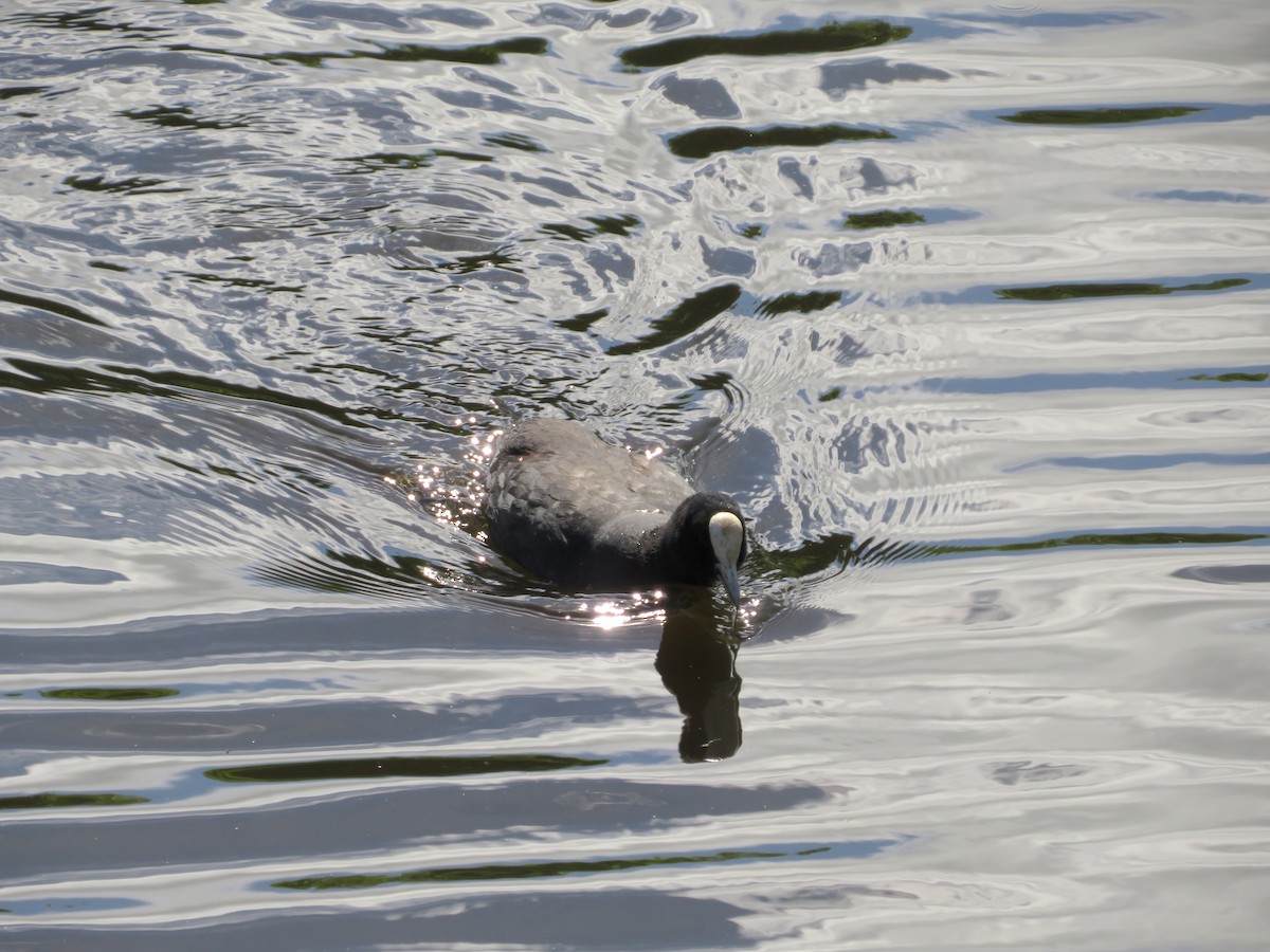 Eurasian Coot - ML646652824