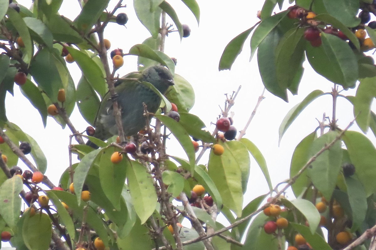 Black-capped Tanager - ML646652825