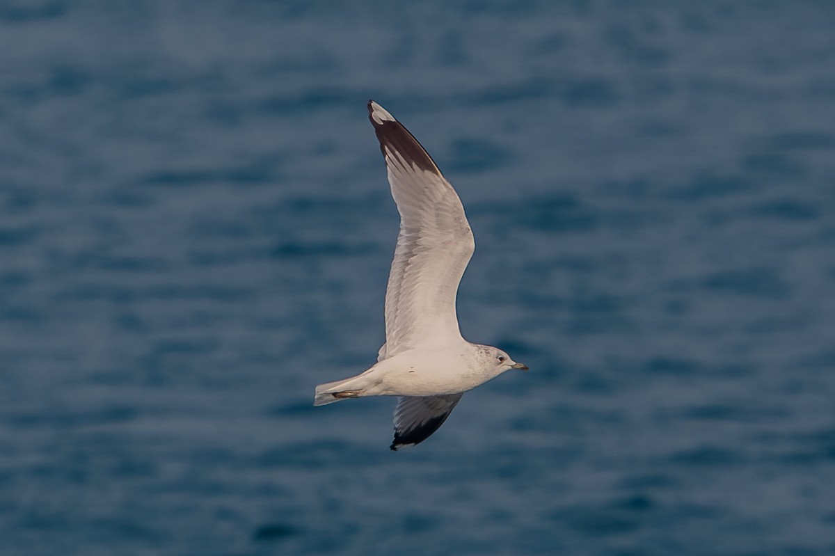 Gaviota Cana - ML646652826