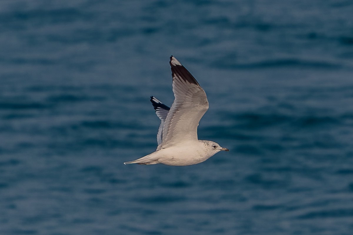 Gaviota Cana - ML646652827