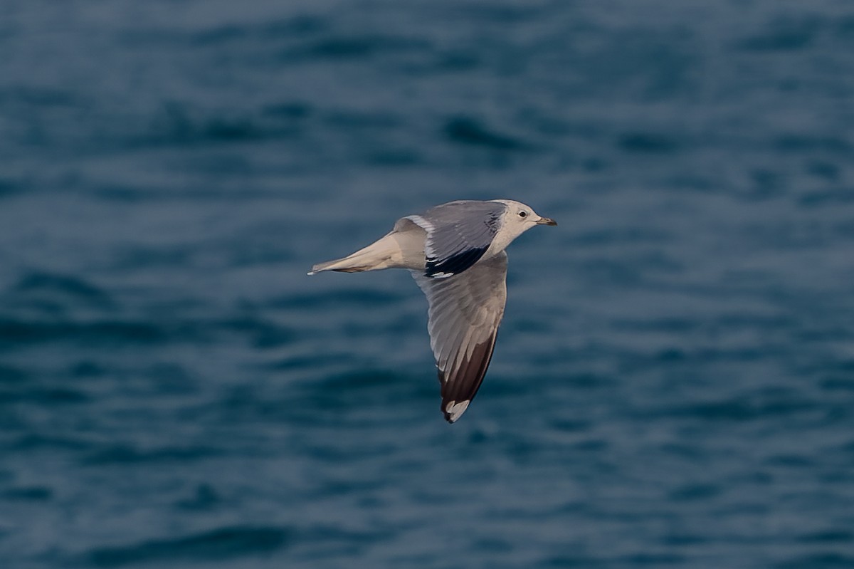 Gaviota Cana - ML646652828