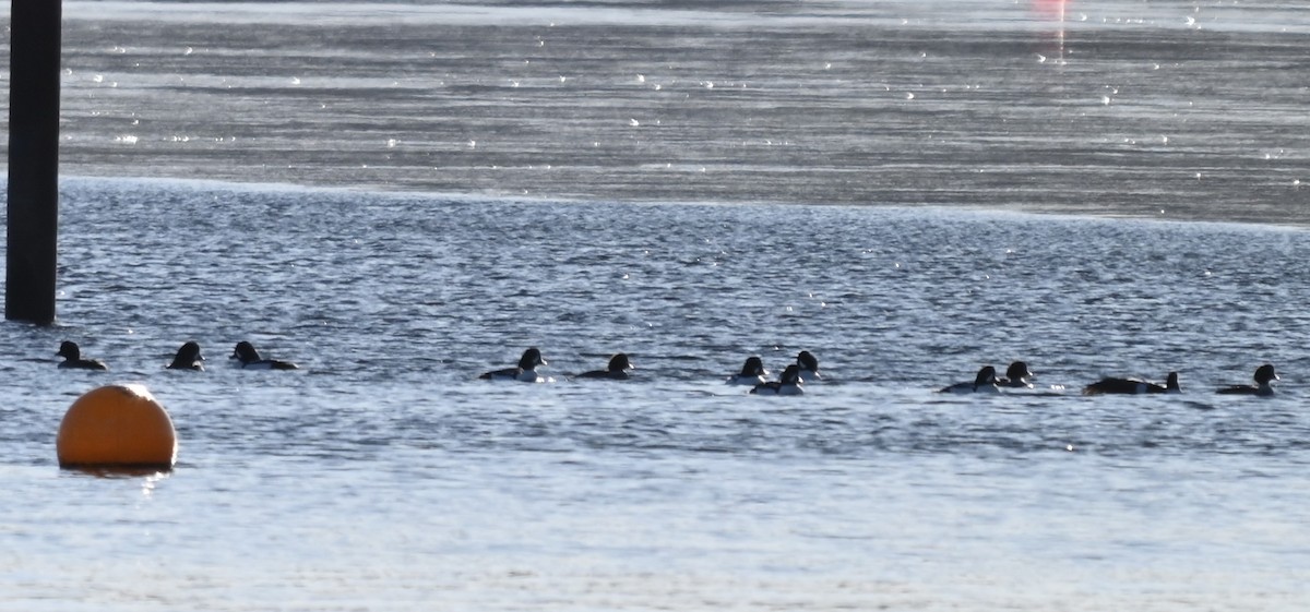 Murgilari islandiarra - ML646652829