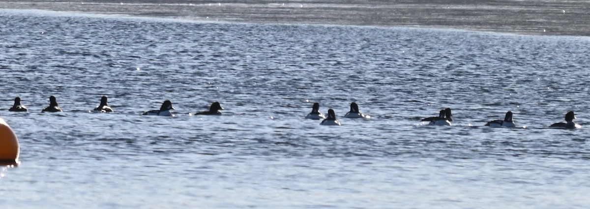 Murgilari islandiarra - ML646652830