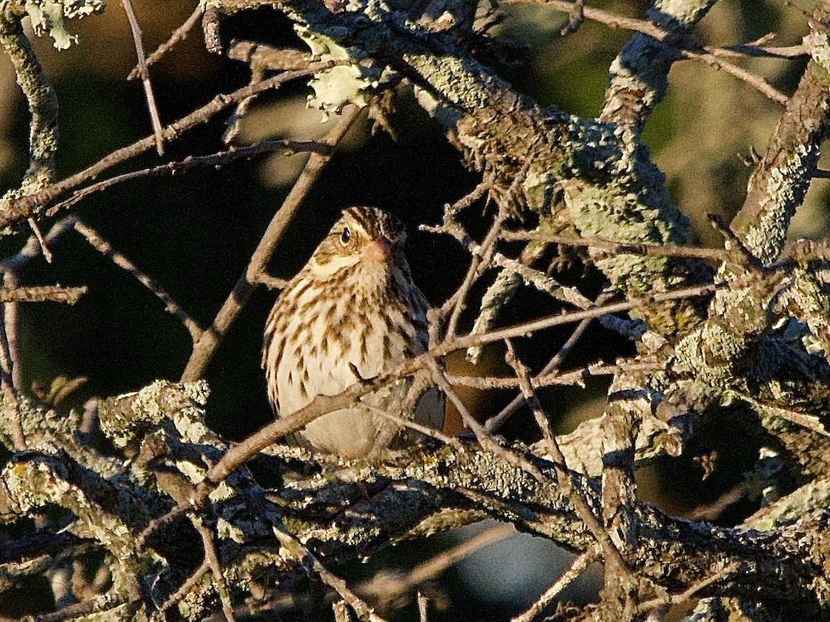 Savannah Sparrow - ML646652831