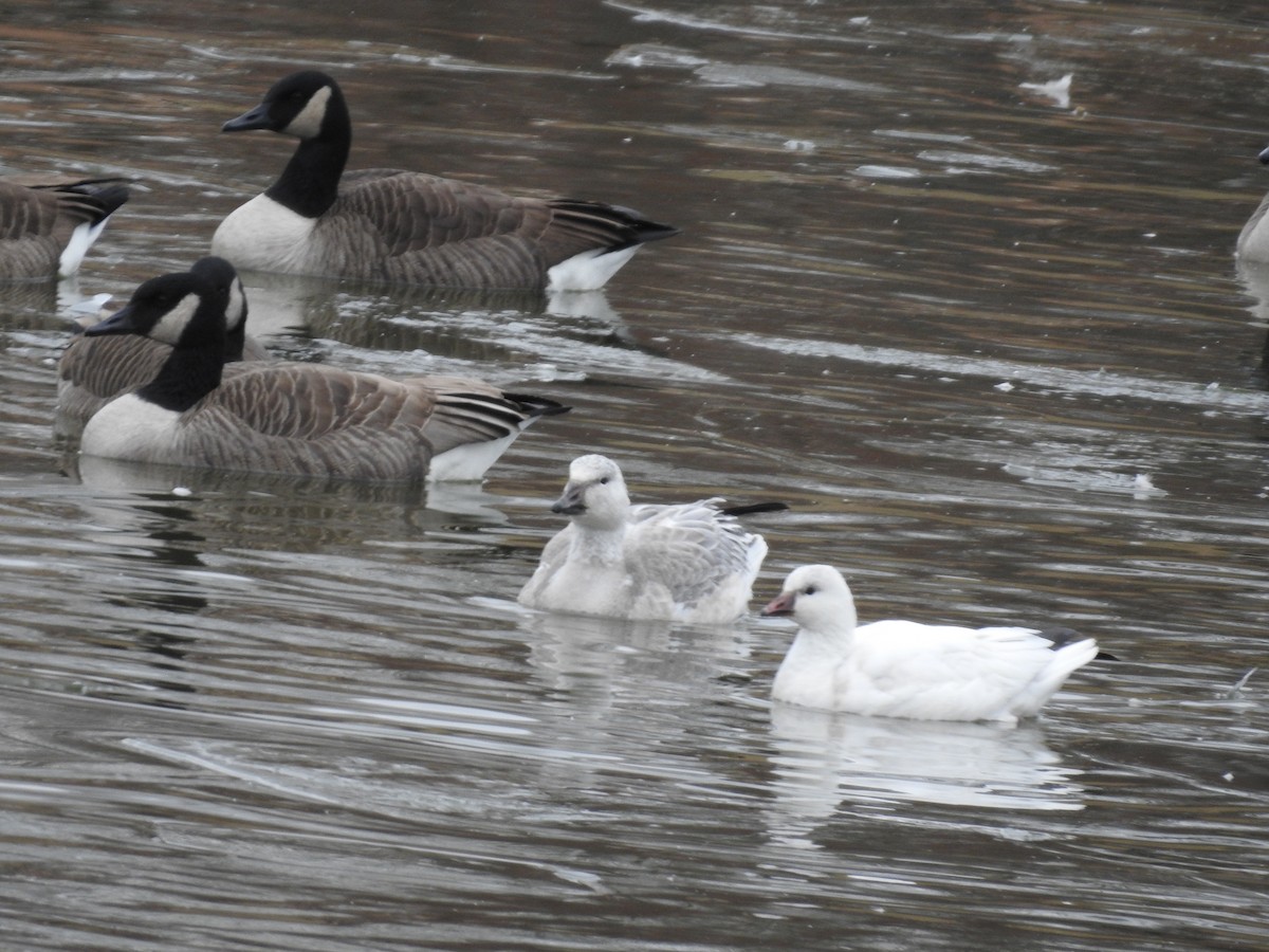 Snow Goose - ML646652833