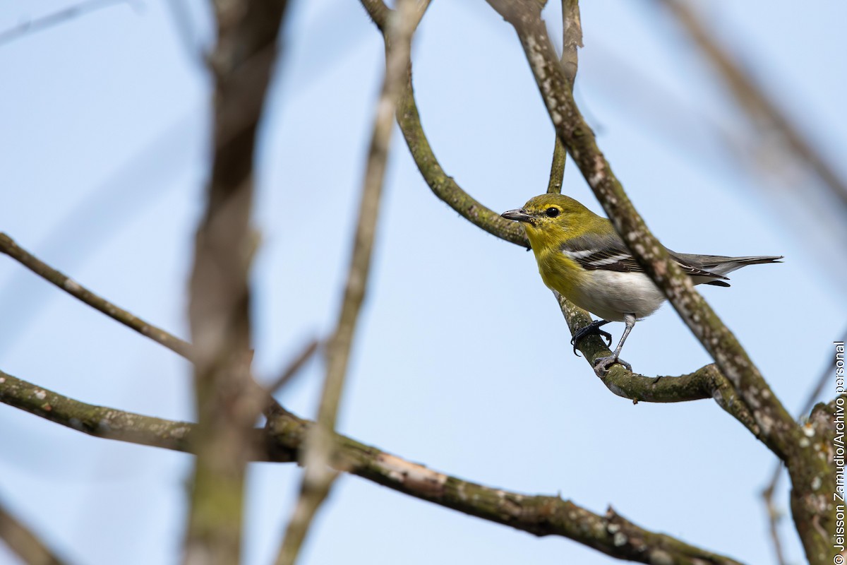 Sarı Gerdanlı Vireo - ML646652836