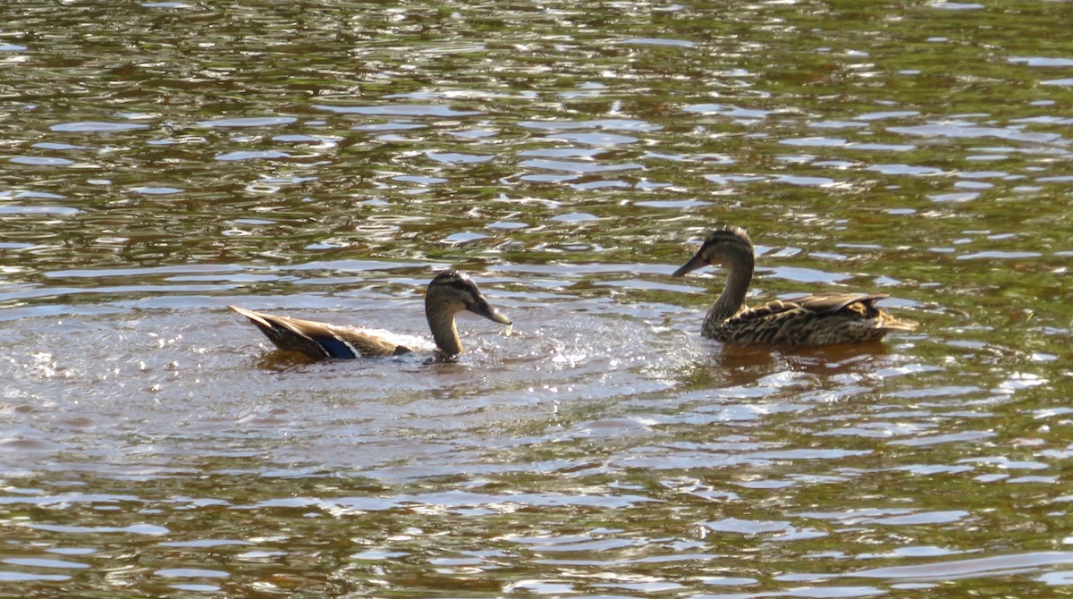 Mallard - ML646652840