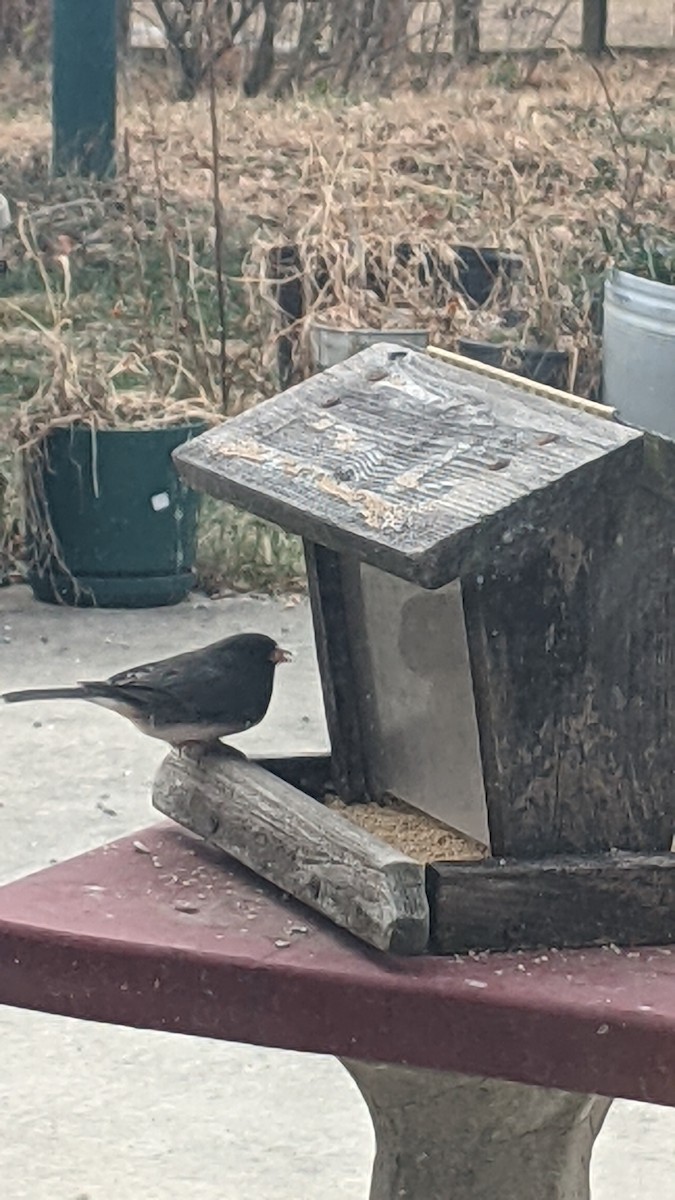 יונקו כהה-עין - ML646652842