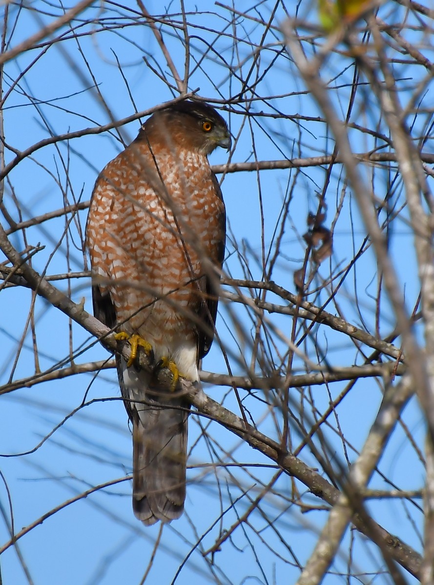 Cooper's Hawk - ML646652845